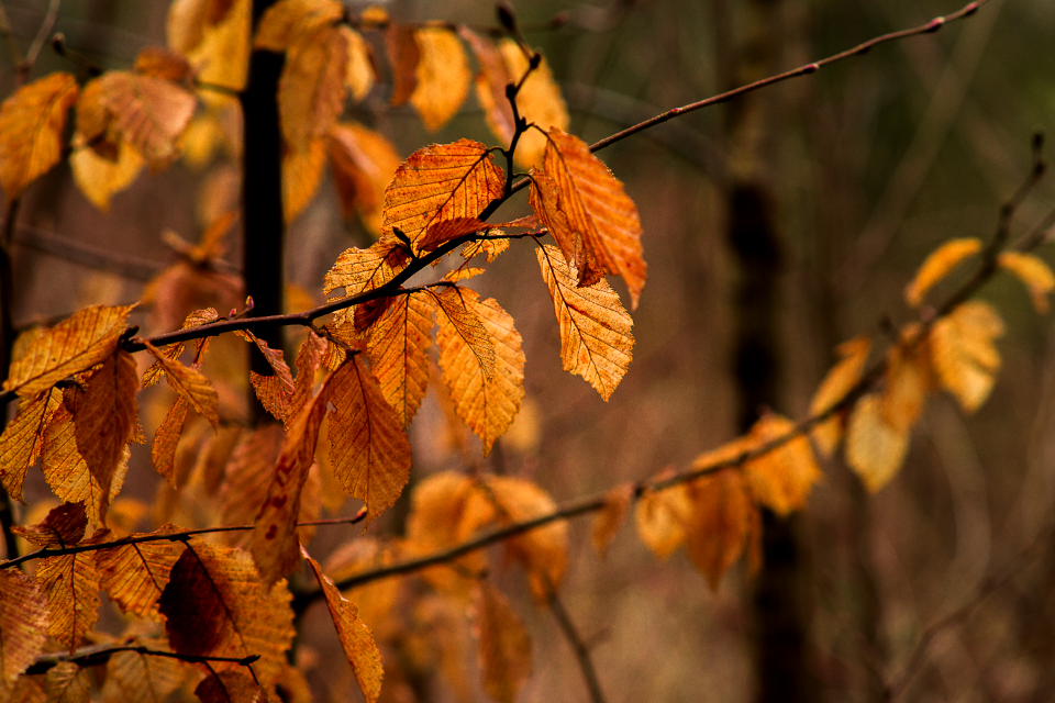 Nature plant orange