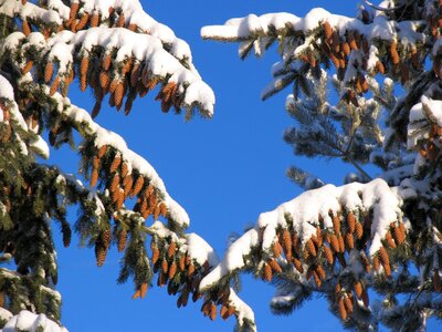 Tree conifer cones photo