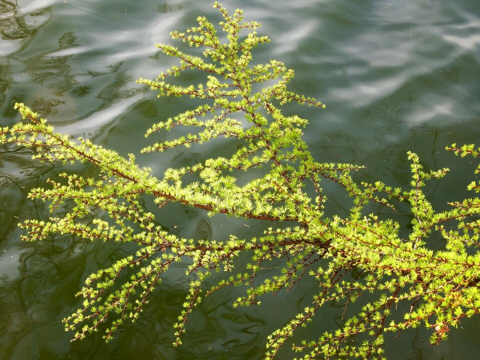 Tree conifer cones