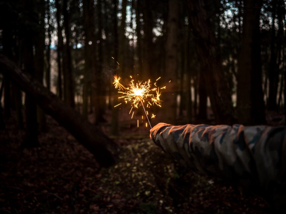 Light trees nature