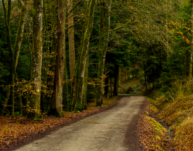 Nature forest path idyll