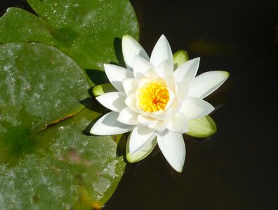 Color yellow green leaves water white water lily photo