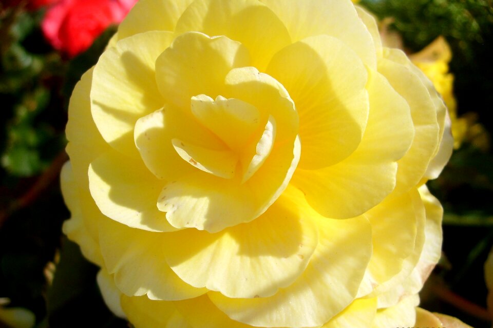 Yellow rose rose petals nature