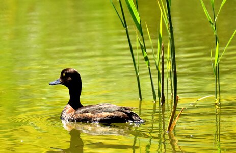 Nature plumage animal world photo