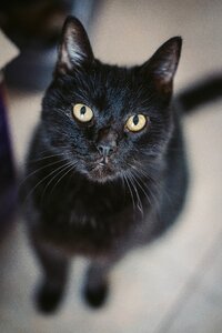 Black cat beautiful cat gray thinking photo