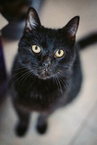 Black cat beautiful cat gray thinking