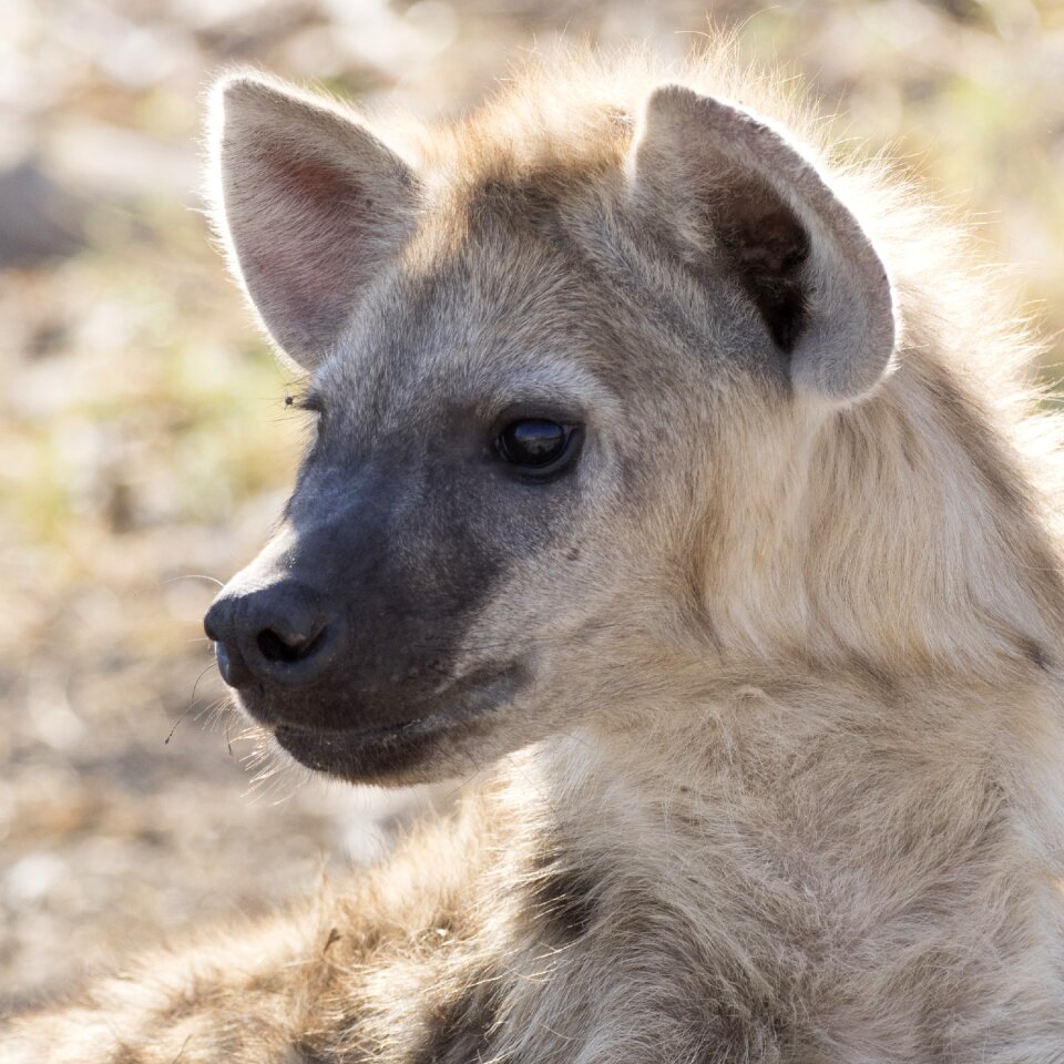 Hyena hyenas baby safari