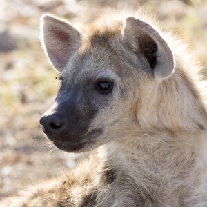 Hyena hyenas baby safari