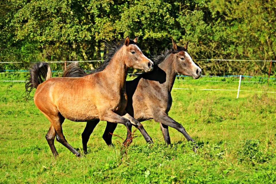 Mold brown mold young horse