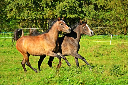 Mold brown mold young horse