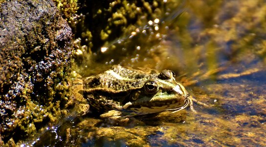 Water frog frog pond high photo