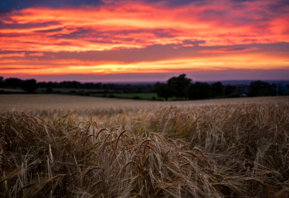 Crops trees clouds