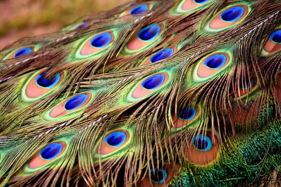 Iridescent animal pride