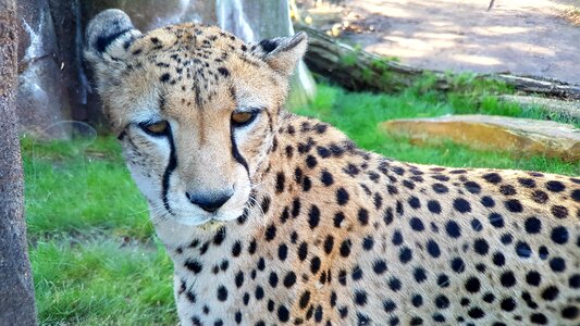 Wild animal predator