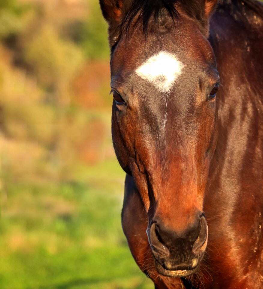 Broodmare nature head