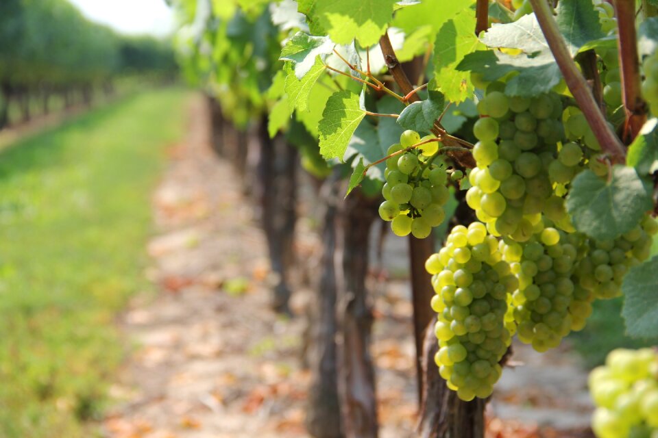 Grape wine winery