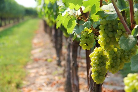 Grape wine winery