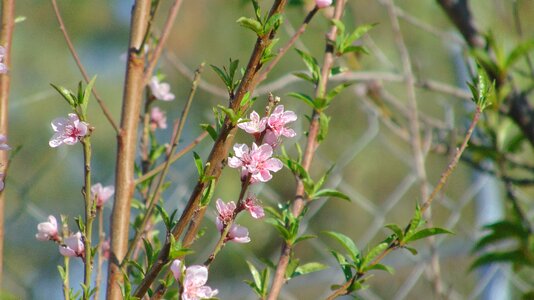 Fiori fleur orchidee