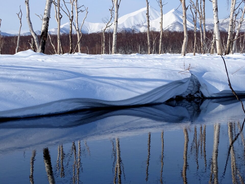 Forest reflection snow