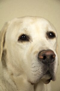 Portrait white pedigree