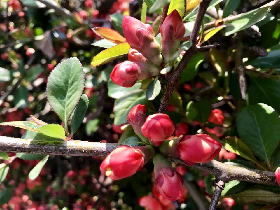 Spring spring awakening quince japanese