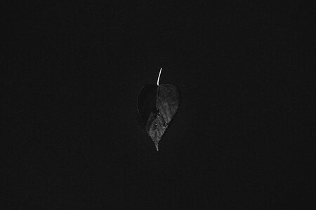 Nature dark gray leaf photo