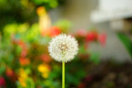 Dandelion single bokeh