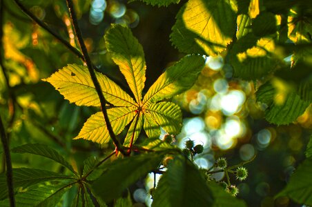Foliage bokeh sunlight
