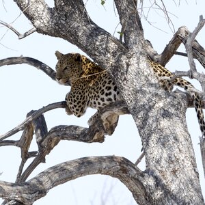 Safari wildcat nature photo