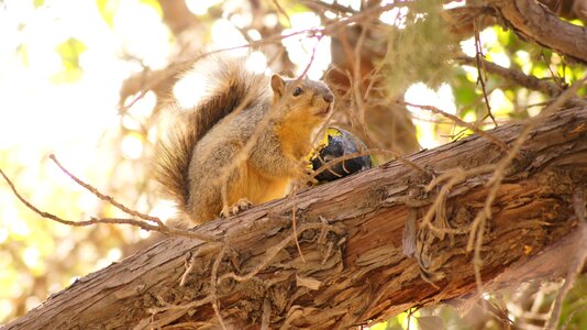 Squirrel eating avocado