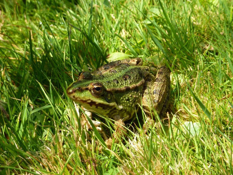 Animal pond fauna