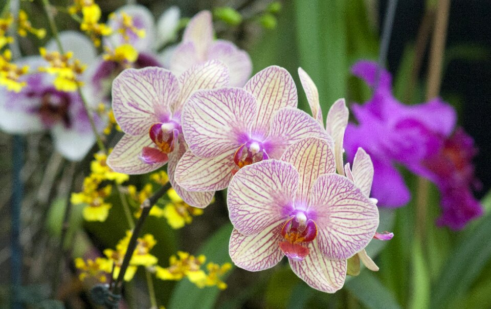 Tropical garden petal