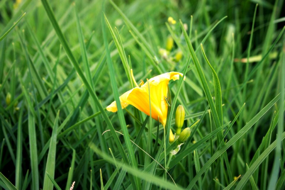 Nature meadow vegetation