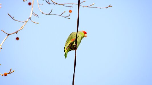 Parrot on a wire wild parrot