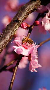 Pink flower bokeh macro