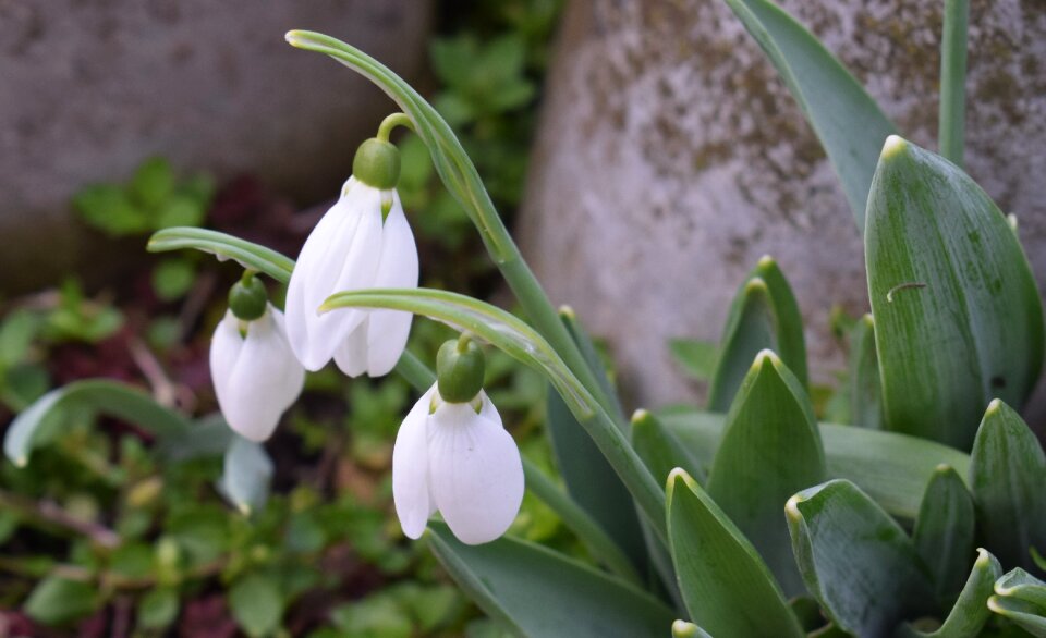 Snowdrop flower decorative flower