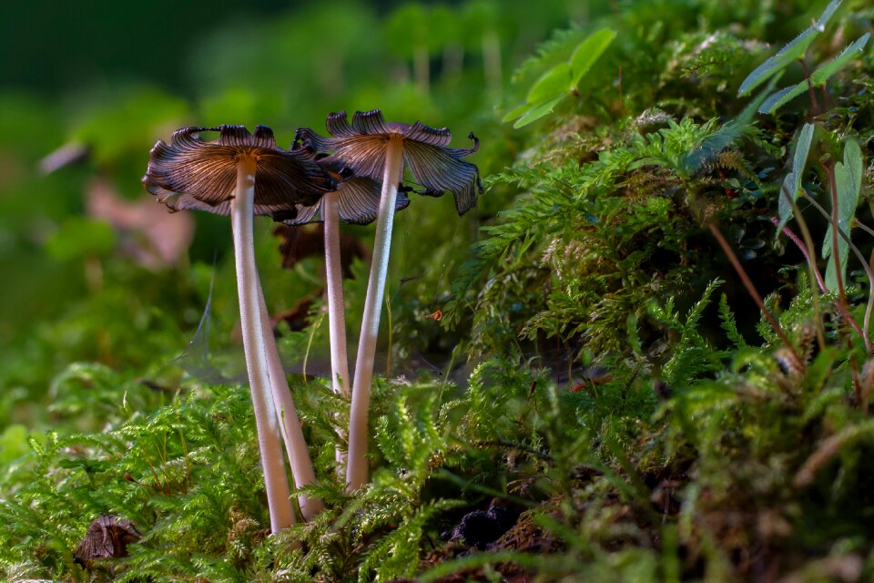 Sponge age fungal mushrooms
