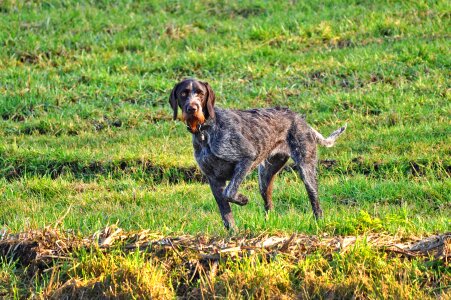 Hunting dog pedigree standing photo