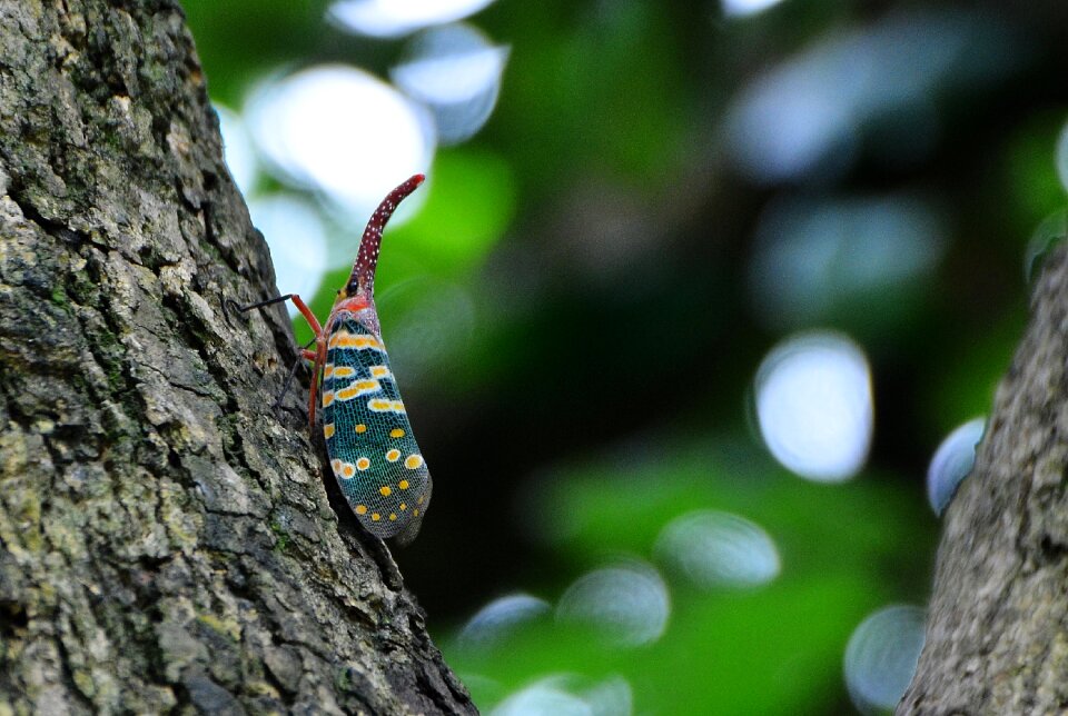 Insect weevil the tree on the bugs