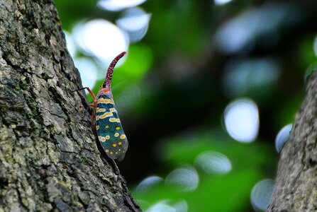 Insect weevil the tree on the bugs