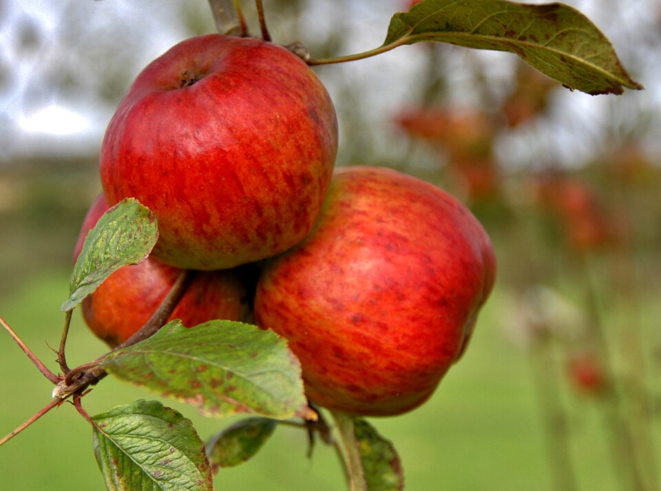 Nature fresh fruit