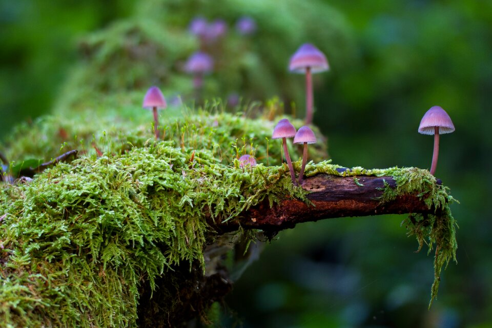 Disc fungus age fungal mushrooms photo