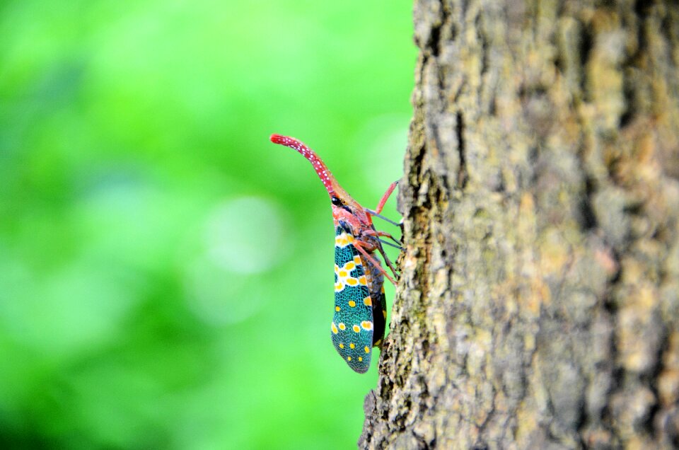 Insect weevil the tree on the bugs