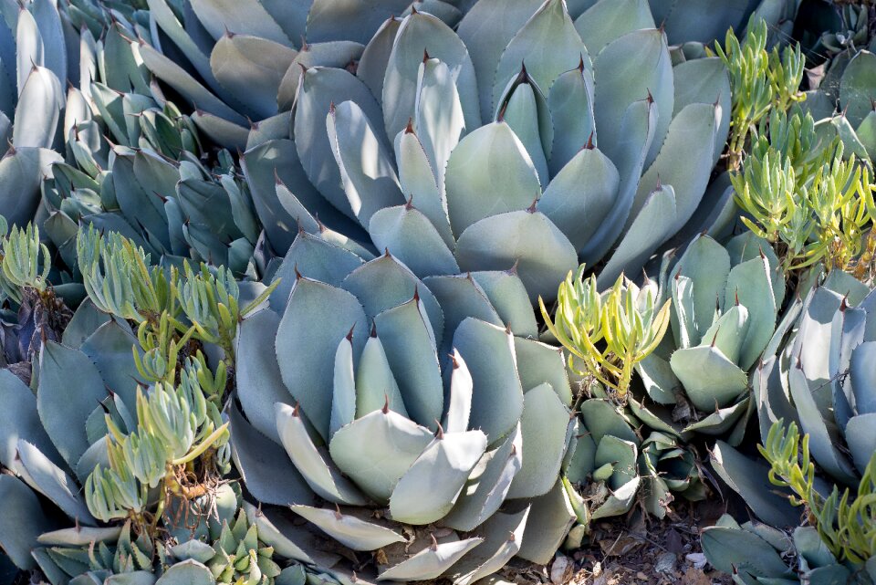 Green cactus decoration photo