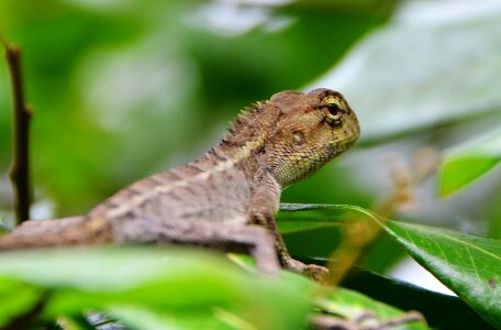 Chameleon the leaves lizard photo