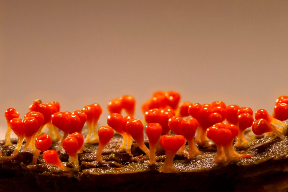 Amoeba myxomycetes mushroom