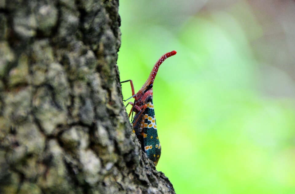 Insect weevil the tree on the bugs