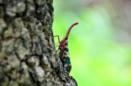 Insect weevil the tree on the bugs