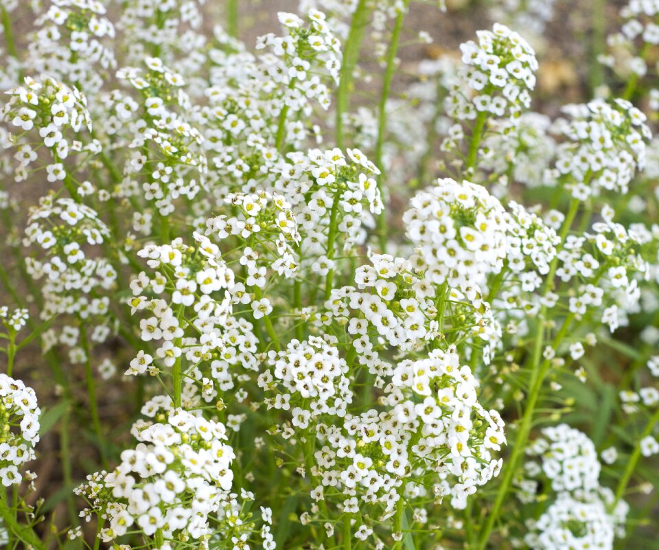 Breath bouquet floral