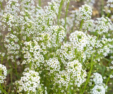 Breath bouquet floral photo